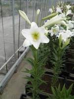 [1719 BrightTower No02.JPG]